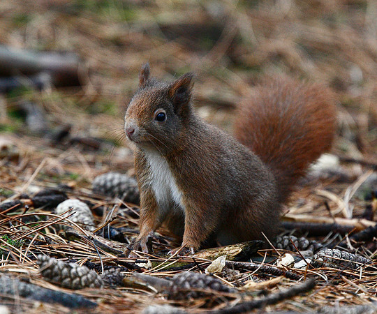 Red Squirrel