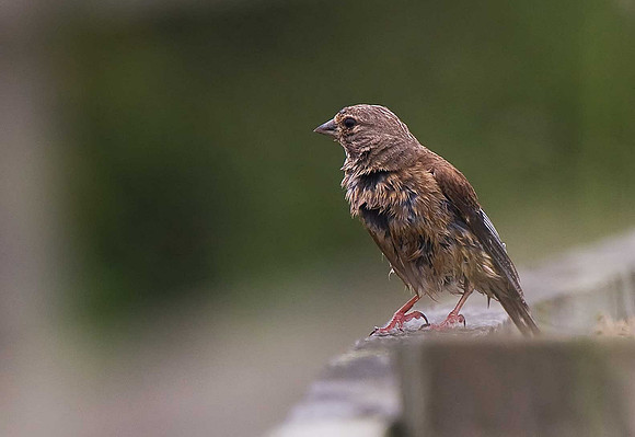 Linnet