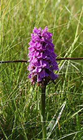 Hybrid common spotted/northern marsh?