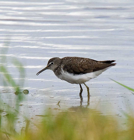 Green Sandpiper
