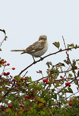 Woodchat Shrike [juvenile]