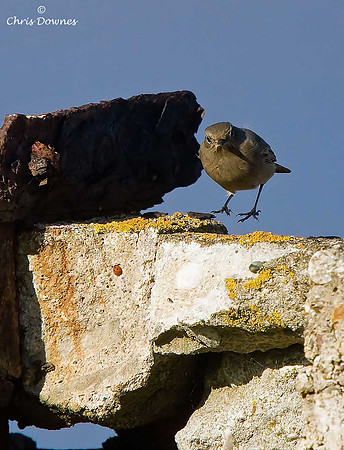 Black Redstart