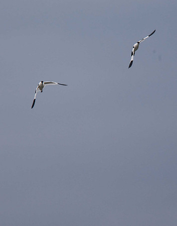 Avocets