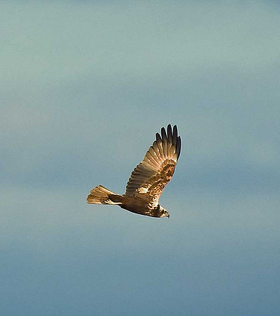 Marsh Harrier