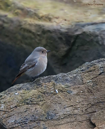 Black Redstart