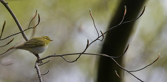 Wood Warbler