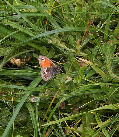 Small Heath
