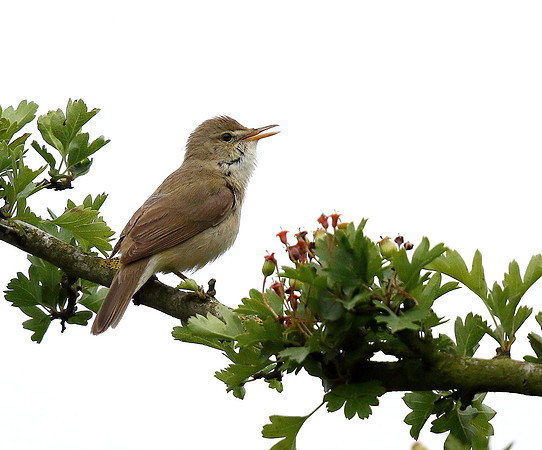 Blyth's Reed Warbler