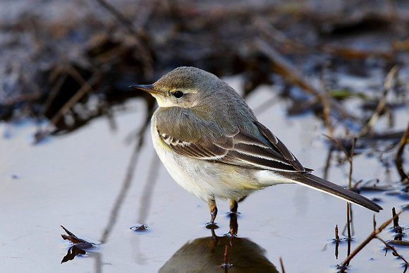 Eastern Yellow Wagtail