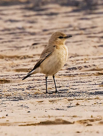 Isabelline Wheatear