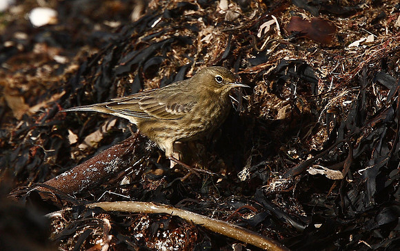 Rock Pipit