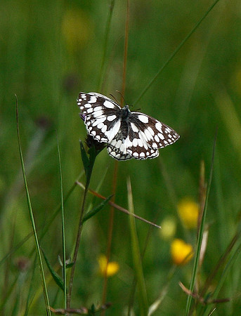 Marbled White
