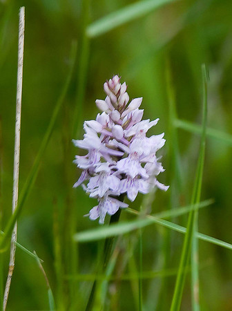 Common Spotted Orchid. Wykeham Forest raptor watchpoint