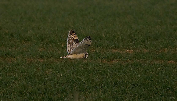 Short-eared Owl