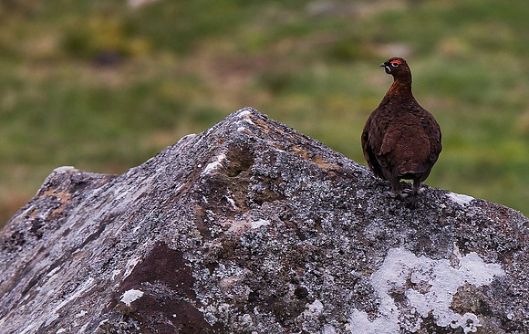 Red Grouse