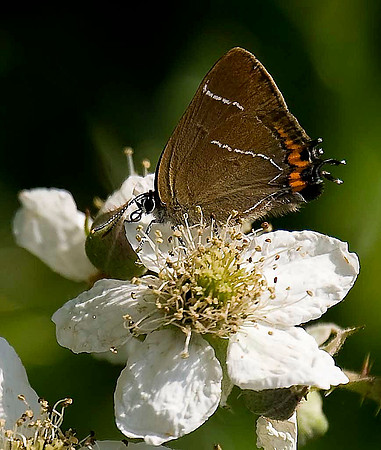 White Letter Hairstreak