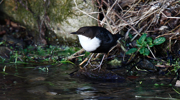 Black-bellied dipper