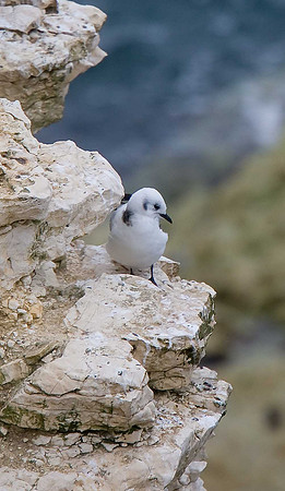 Kittiwake juv