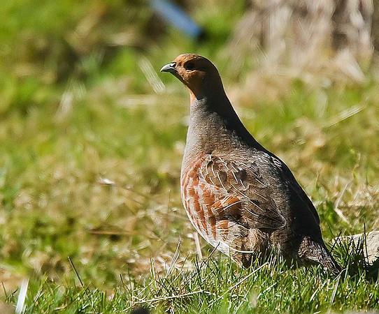 Grey Partridge