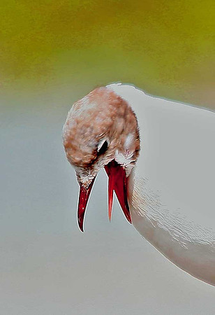 Black-headed Gull