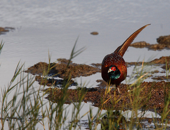 Pheasant