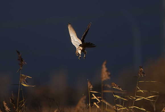 Kestrel