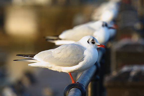 Black-headed Gulls