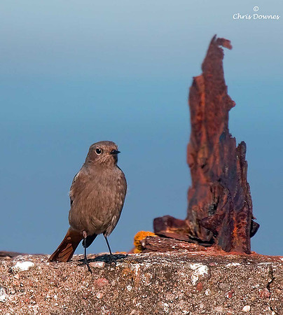 Black Redstart