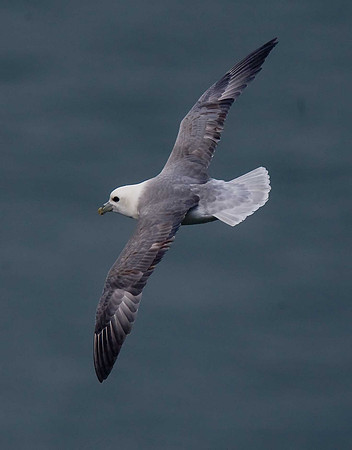 Fulmar