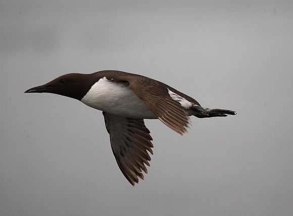 Guillemot