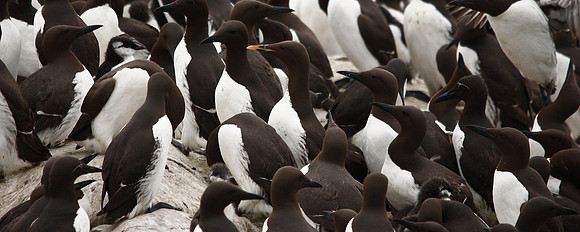 Guillemot