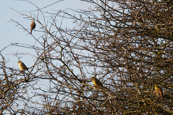 Yellowhammers