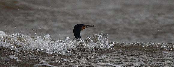 Cormorant