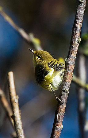 Chiffchaff