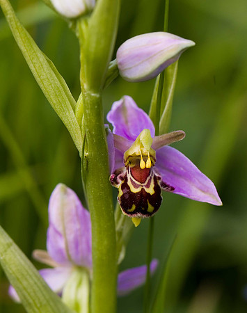 Bee Orchid: Bempton