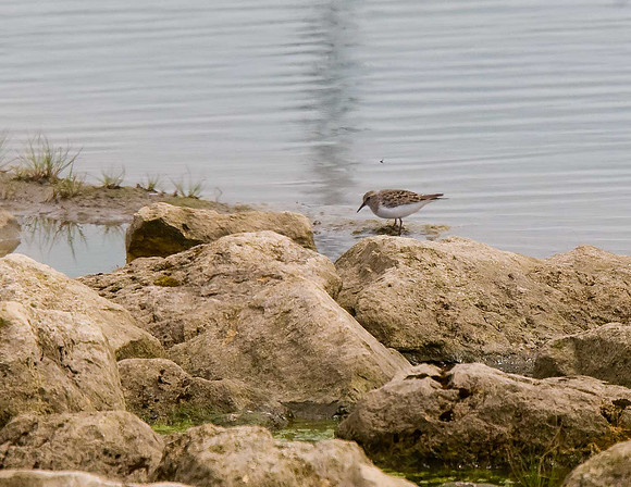 Temminck's Stint