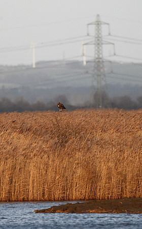 Marsh Harrier