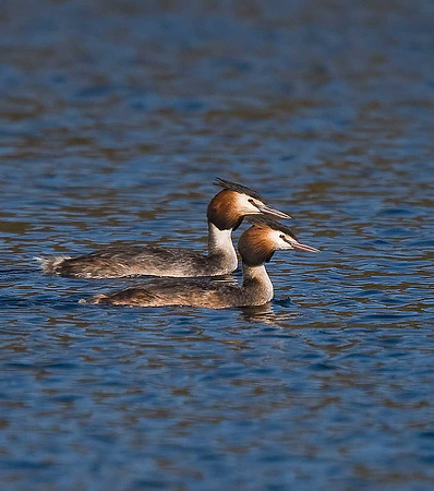 Great Crested Grebe