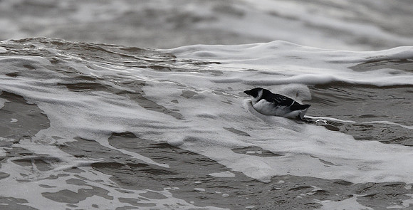 Little Auk