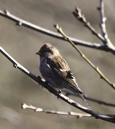 Lesser Redpoll