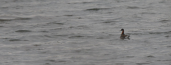Red-necked Phalarope