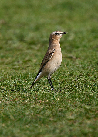Wheatear