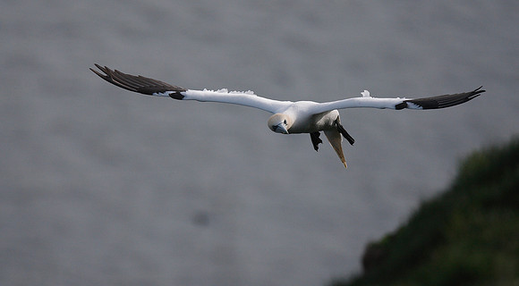 Gannet