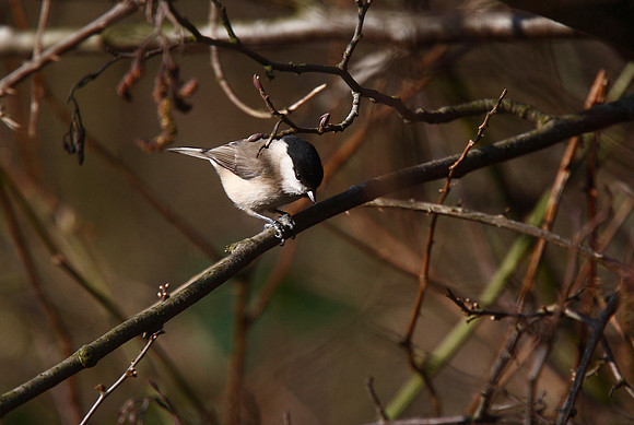 Marsh Tit