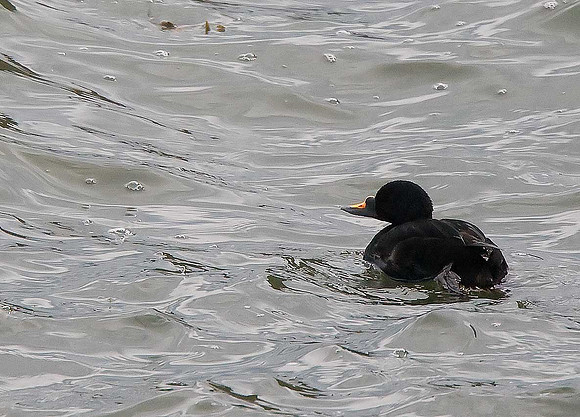 Common scoter