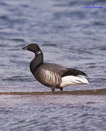 Brent Goose