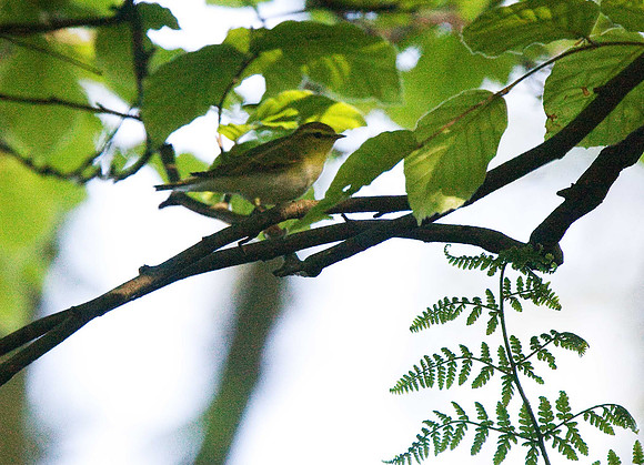 Wood Warbler