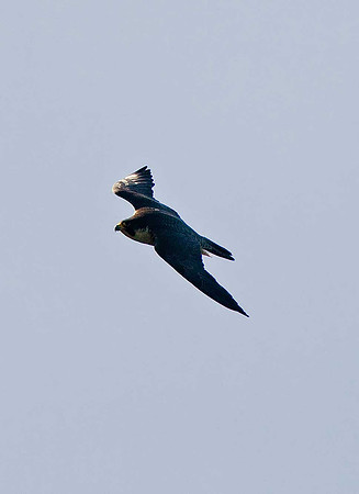 Peregrine Falcon
