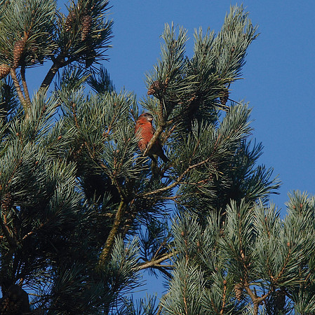 Parrot Crossbill
