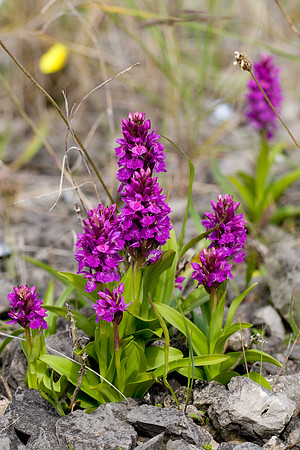 Northern Marsh Orchid